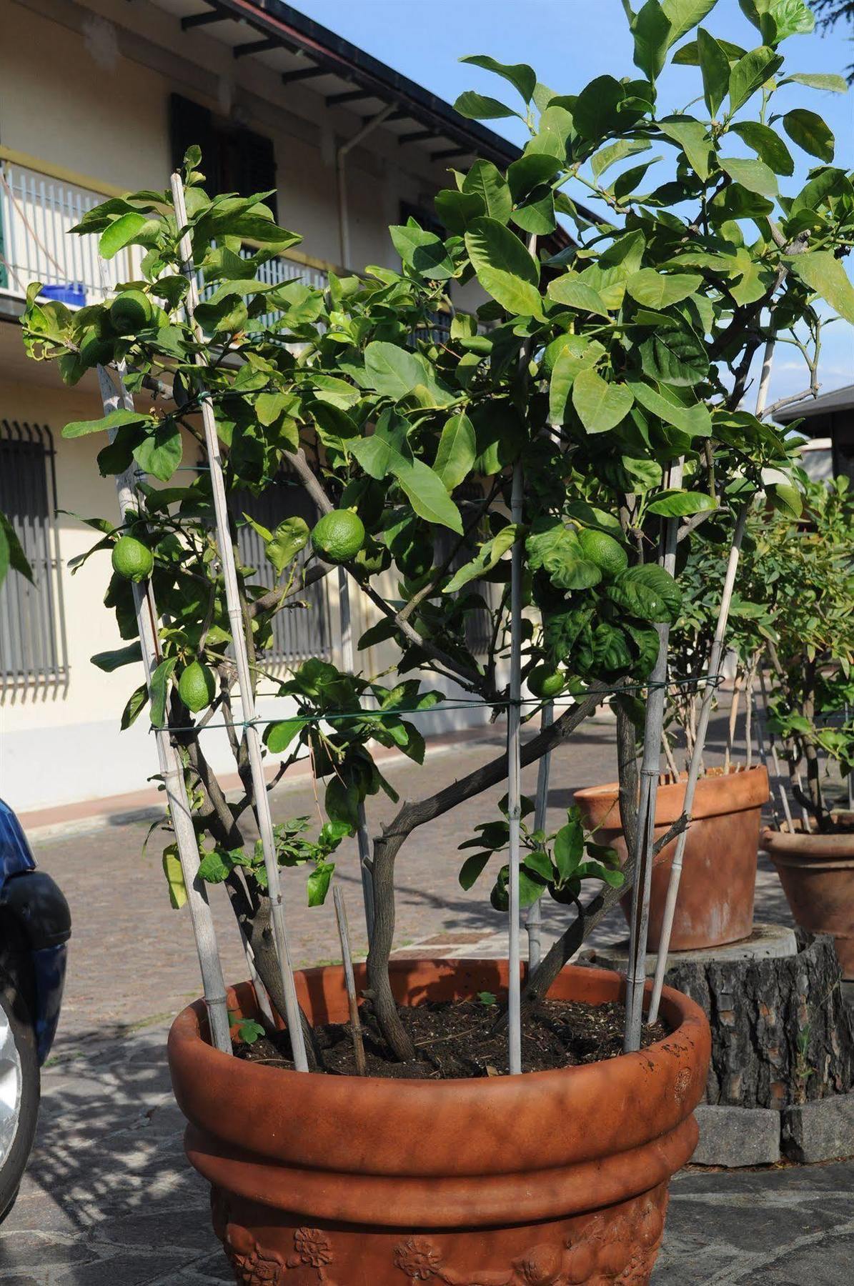 Marinetta Bed&Breakfast Signa Exterior foto